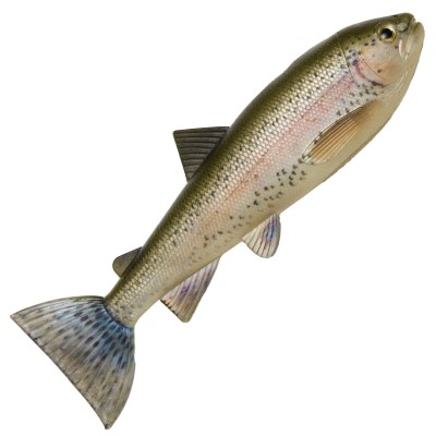Rainbow Trout