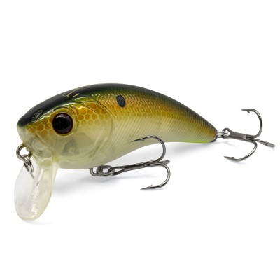 Golden Perch