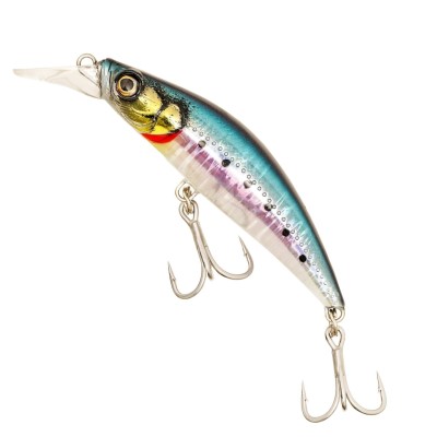 Sardine