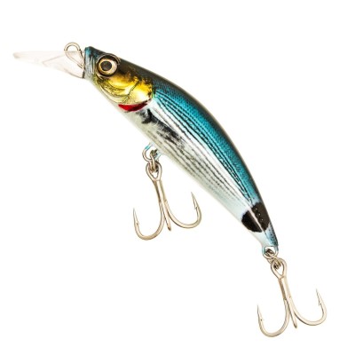 Saddled Bream
