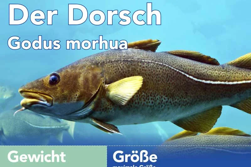 Der Dorsch