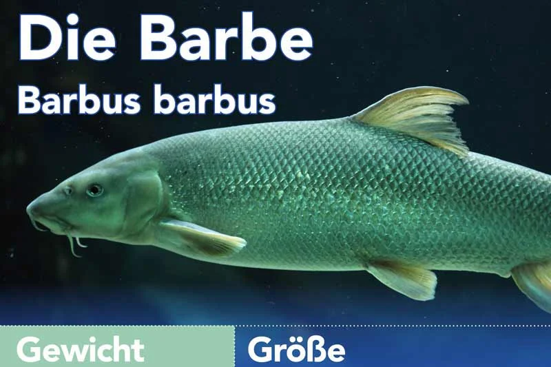Die Barbe